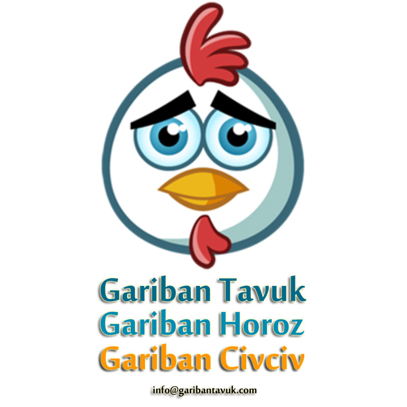 Gariban Tavuk - Gariban Horoz - Gariban Civciv - Çok Yakında !